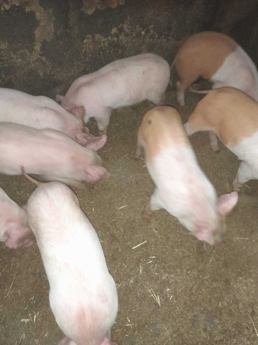 Продам поросят !