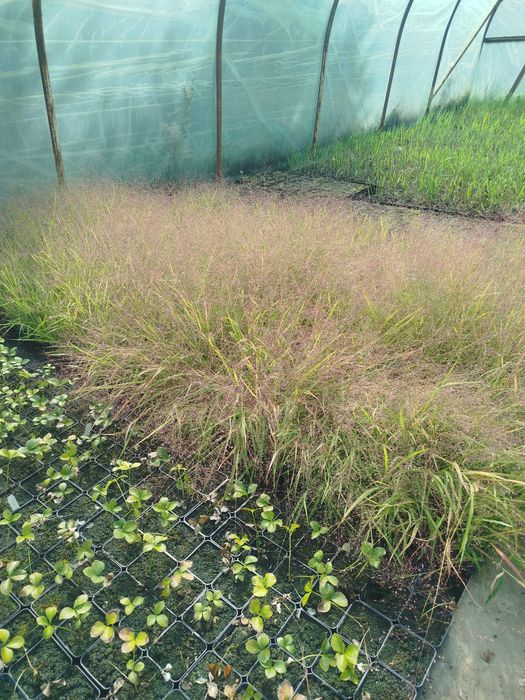 Trawa Miłka Okazała.. Eragrostis spectabilis