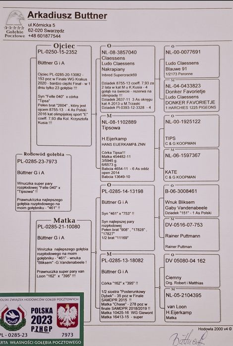 Gołąb pocztowy Samiec M. T. M. Pałka x A. Buttner