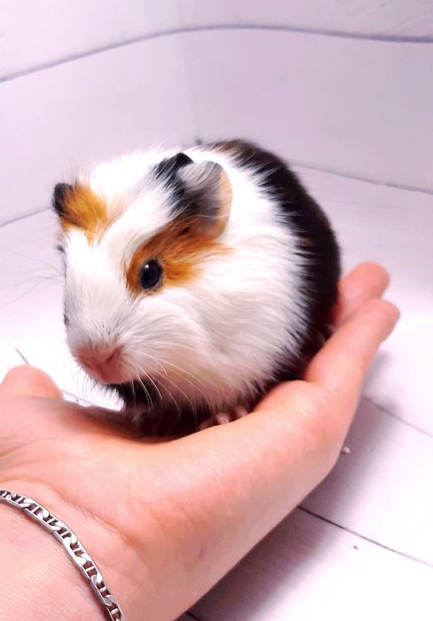 Морские свинки,клетки,корма