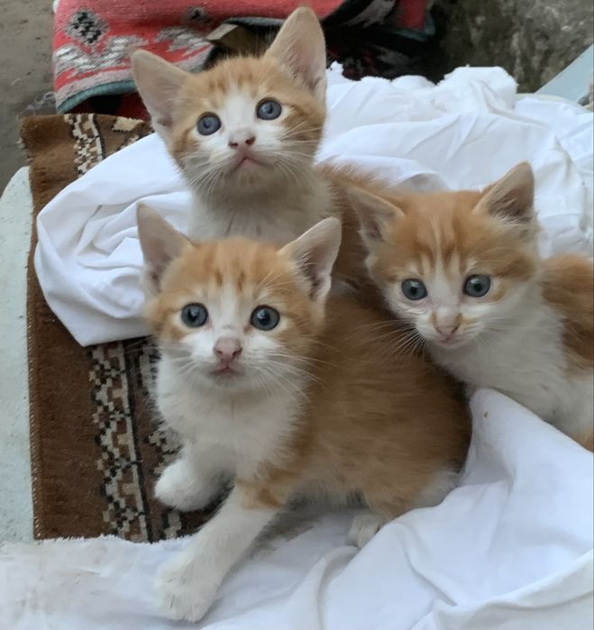 Кошенята шукають родину