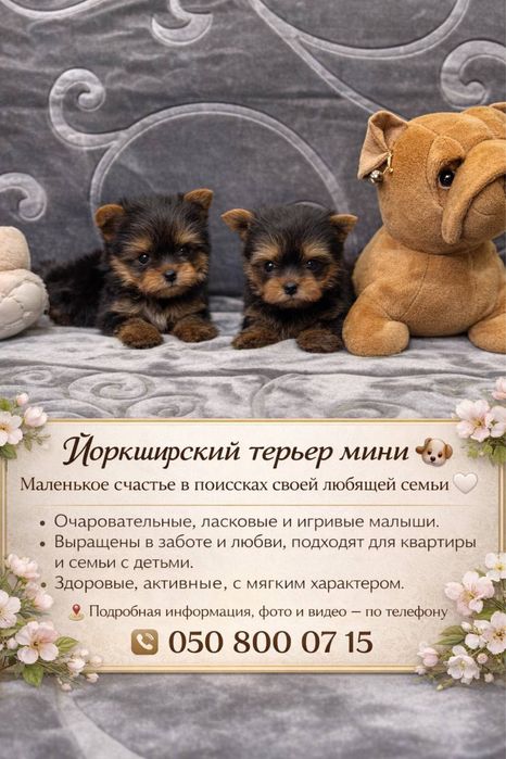 Йоркширский терьер мини