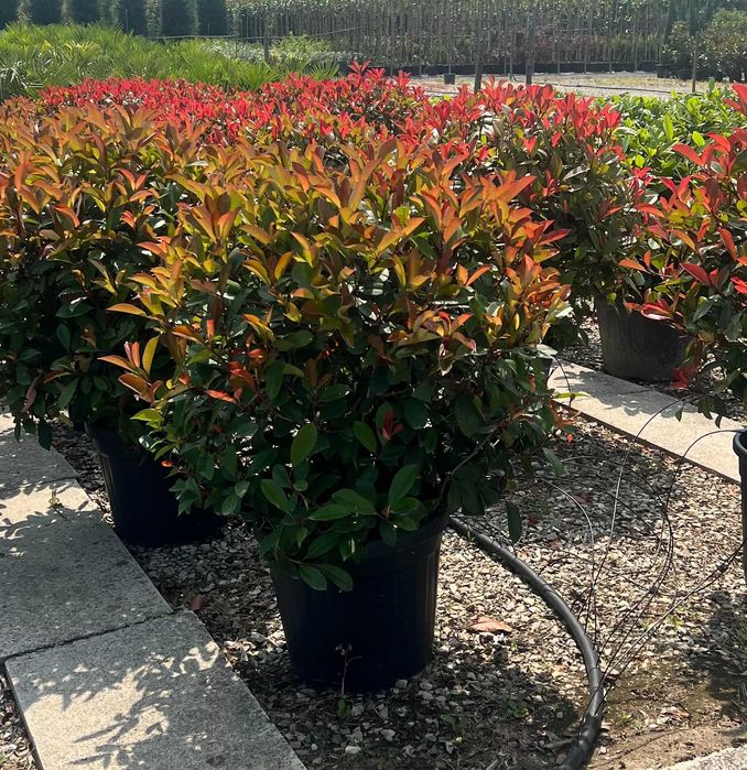 Głogownik 'Nana'  - Photinia fraserii Nana HURT/DETAL