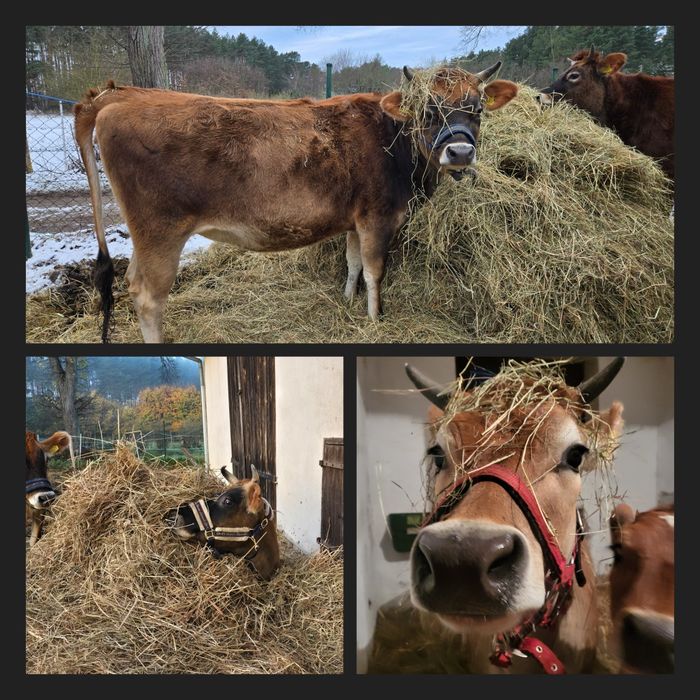 Mleko od krów Jersey z gospodarstwa ekologicznego