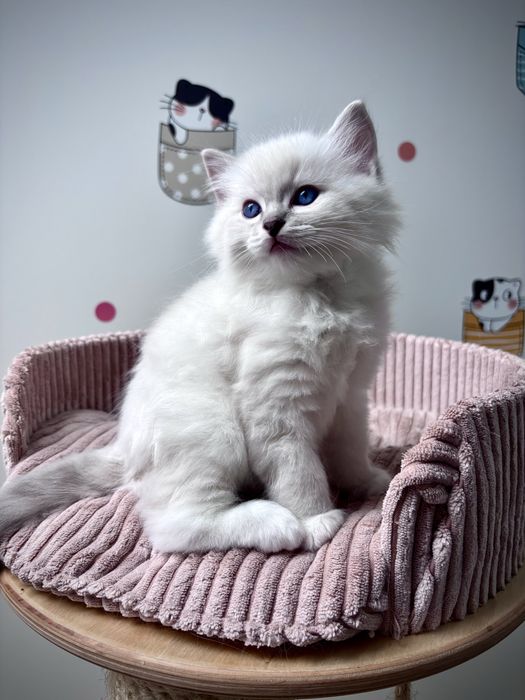 Kocurek  Ragdoll po Grand Inter Championie