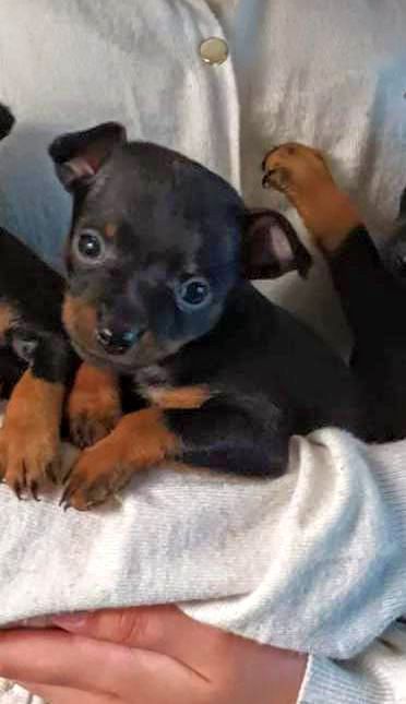 Pinscher  miniatura