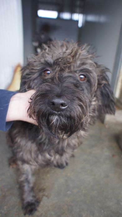 Black - cão para adoção