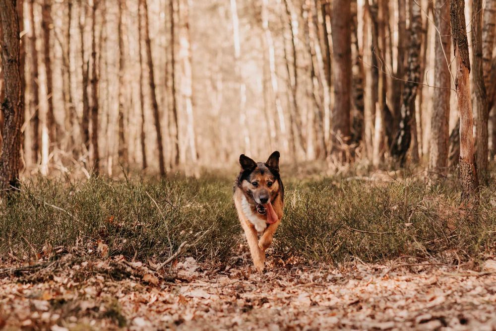 Mega pozytywny pieszczoch Gringo poleca się do adopcji!!!