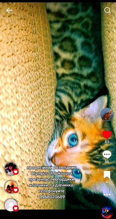 Хлопчики та дівчинка, леопардики - бенгали WCF