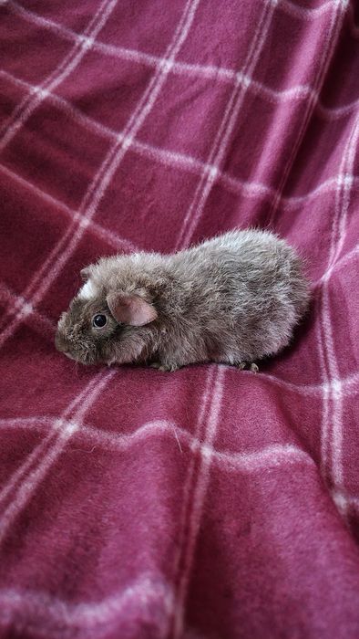 Świnka morska US Teddy