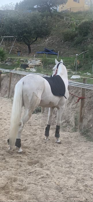 cavalos isabel para venda