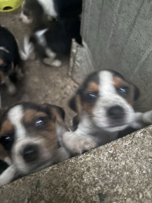 Cães beagel prontos a sair
