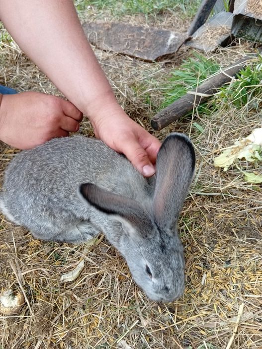Królik do chowu około 2,5 miesiąca