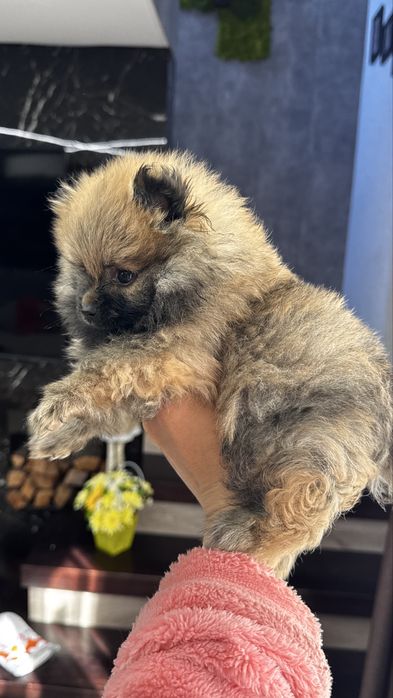 Шпіц німецький малий