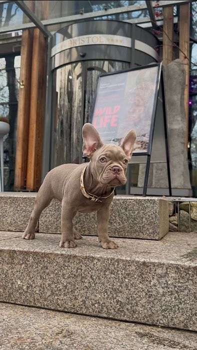 Buldog Francuski chłopak New shade Isabella