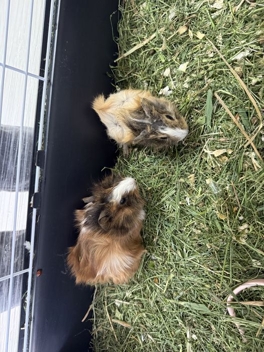 Морские свинки Розетка 1 месяц