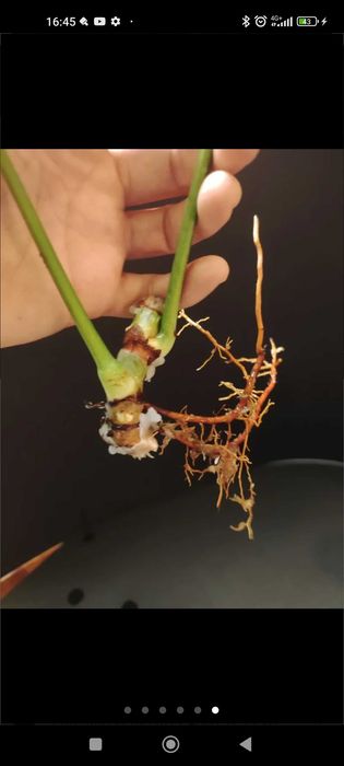 Philodendron Patriciae