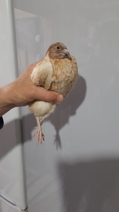 Перепела породы  золотистый феникс  1.5 мес.