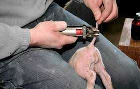 Gazowy obcinacz do ogonów-GAZ -gratis !!!