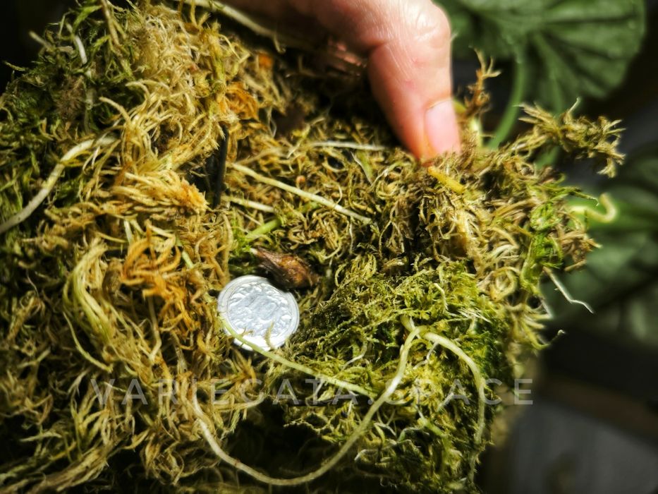 Alocasia Dragon Scale mint variegata bulwa alokazja