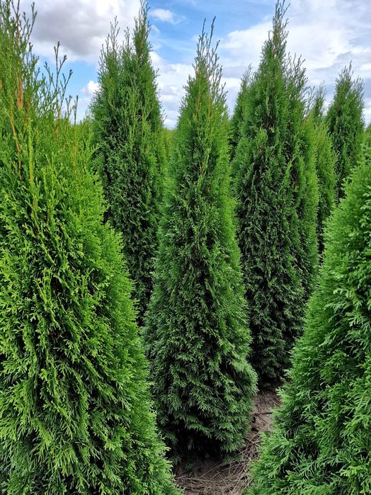 Thuja tuja Danica 60-80 cm i inne żywopłot Transport