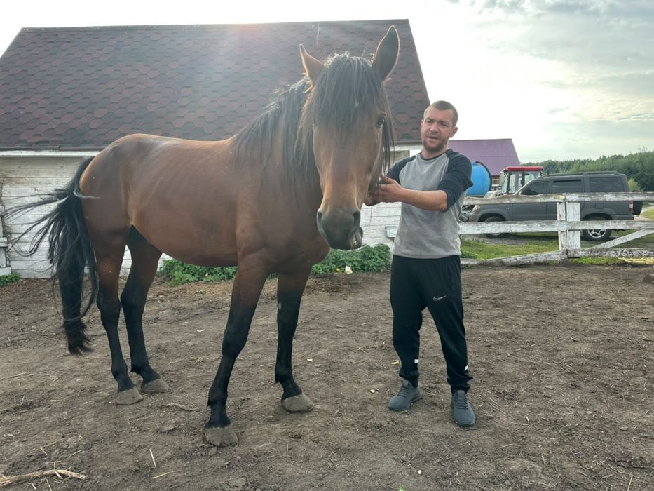Продам жеребця. Орловської породи. 3 роки.