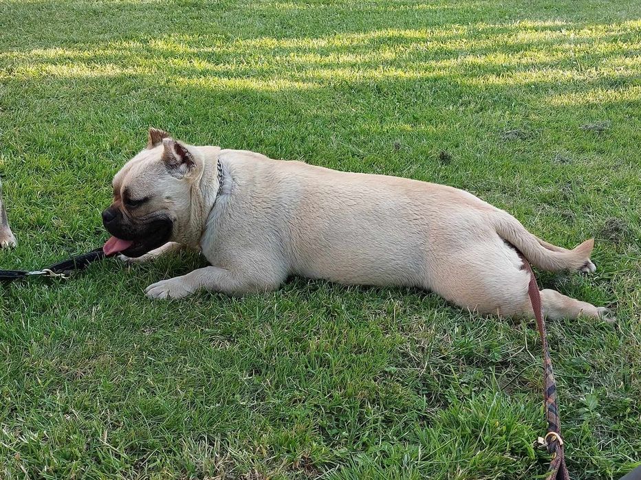 Oddam suczke american bully