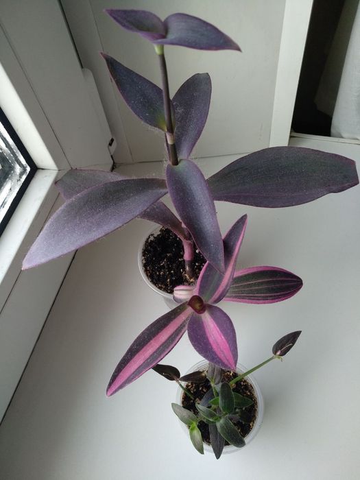 Сеткреазия вариегатная,мультиколор