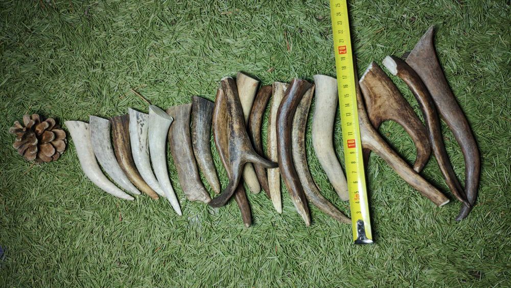 Рога оленя для собак. Полезное лакомство. Натуральные. Рога для собак.