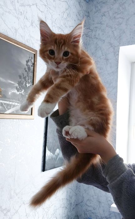 Котики Мейн-кун пухнасті подаруночки