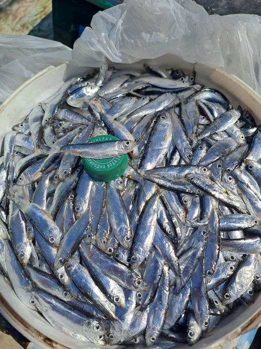Продам рибу тюлька дніпрова свіжа  , заморожена.