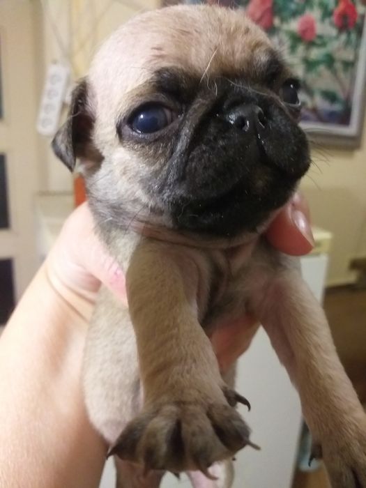 Неймовірні цуценята