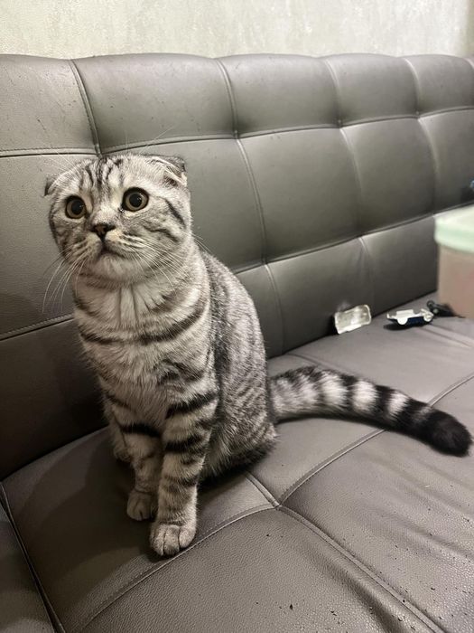 Предлгаем,вашего внимания кота на вязку)