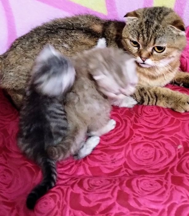 Скоттіш страйт золота та мрамор на срібрі шиншила.Родословна WCF.