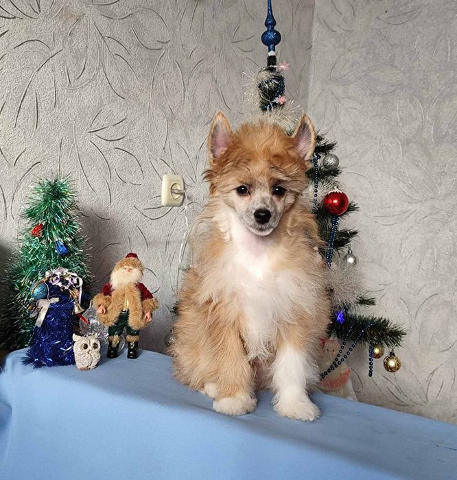 Пухнасте цуценя китайської чубатої