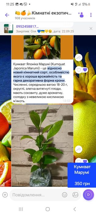 Лимон , мандарин, лайм , кумкват, апельсин інше