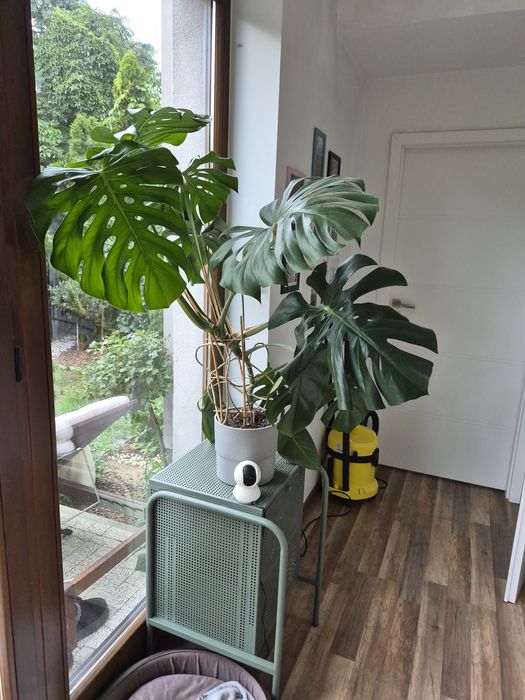 Duża  efektowna Monstera