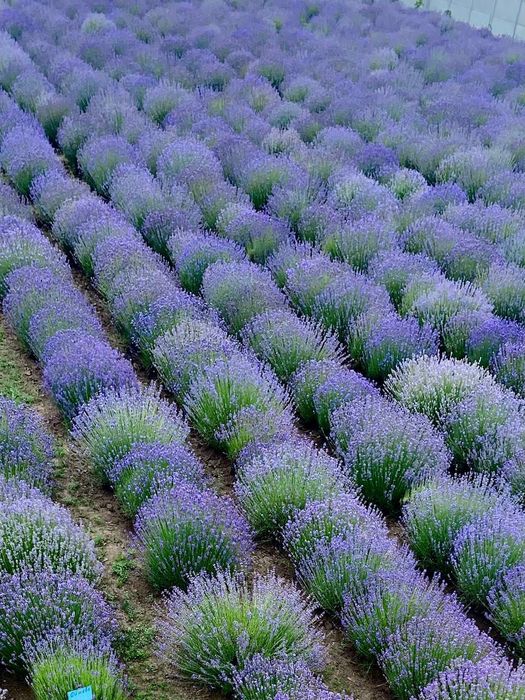 Готовый бизнес. Лавандовое поле.