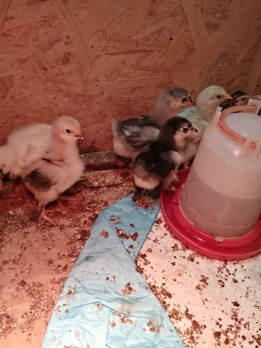 Kurczaki ozdobne kochiny i silki