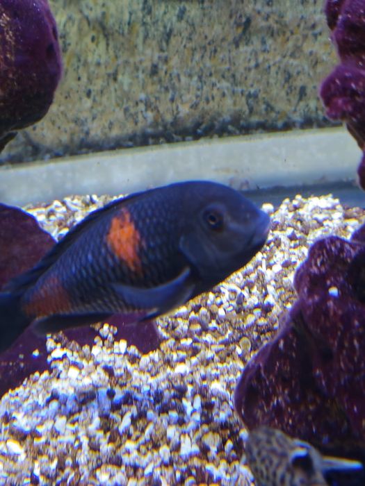 Lago Tanganika casal Tropheus Bulu Point 
do lago Tangani