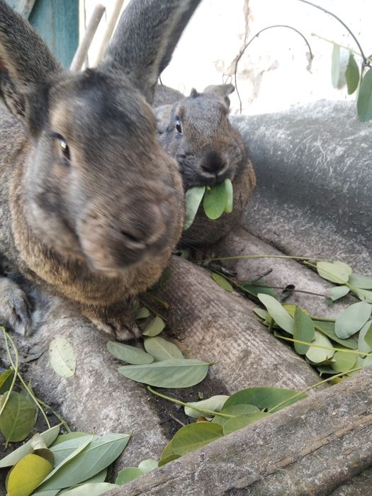 Продам кролів пара