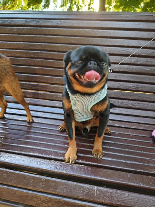 Придлагаеться для в'язки Пті Брабан.Гріфонсон.