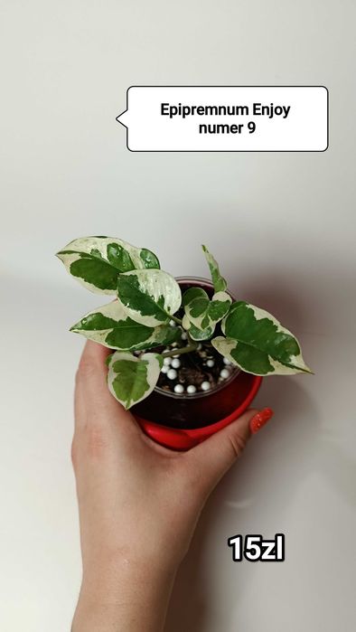 Zestaw dla Ewy epipremnum