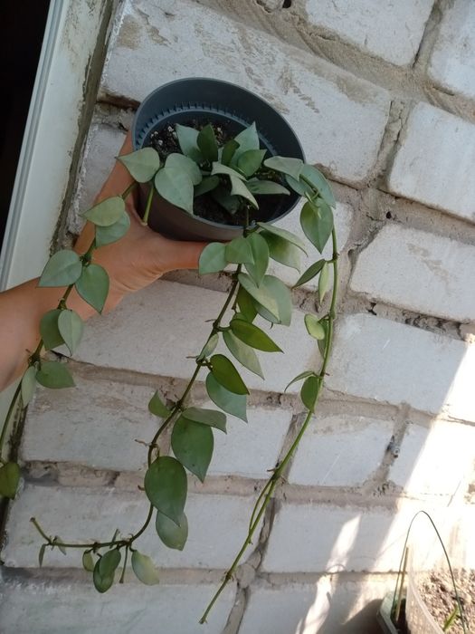 хойя лакуноза Эскимо супер сильвер