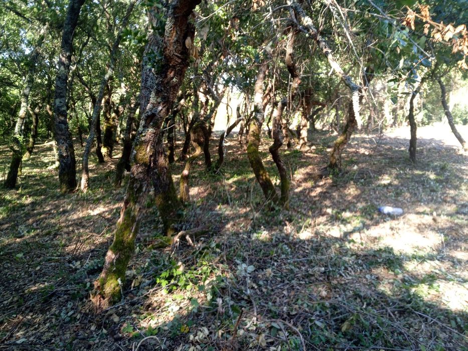 Limpeza florestal e Jardim manuntenção