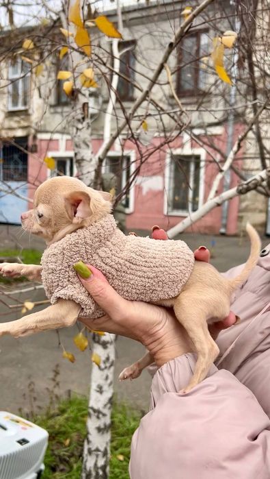 Продажа чихуахуа