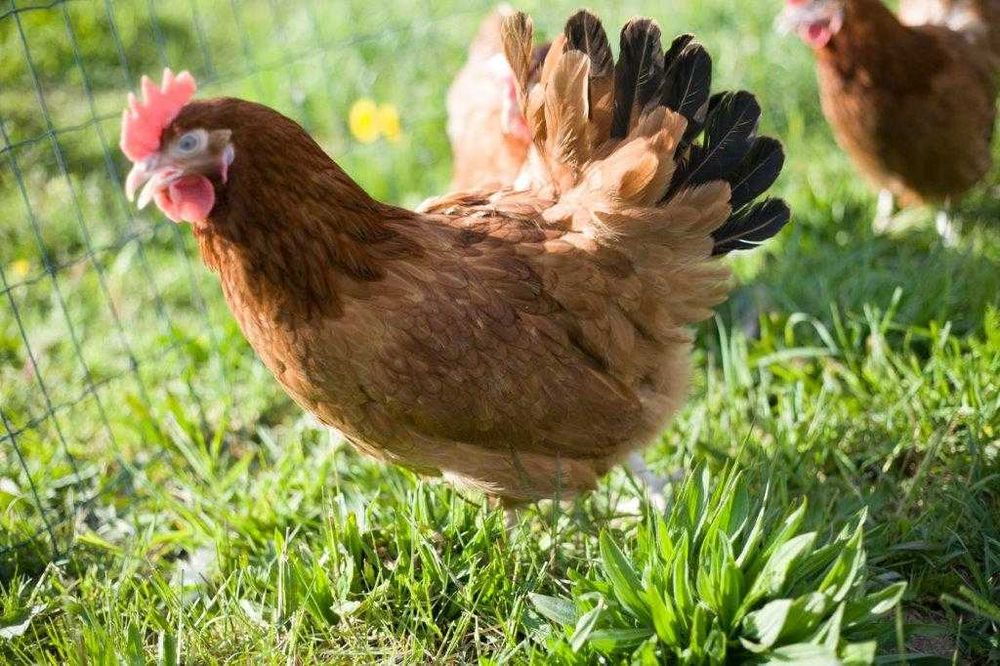 Kury kokoszki nioski Rosa brązowa odchowana dostawa Gartis