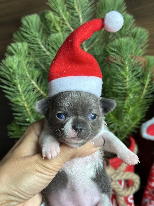 CHIHUAHUA dziewczynka mini  :)