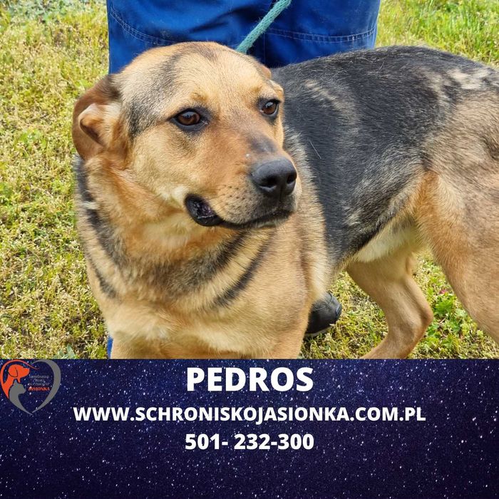 PEDROS do adopcji – Schronisko Jasionka