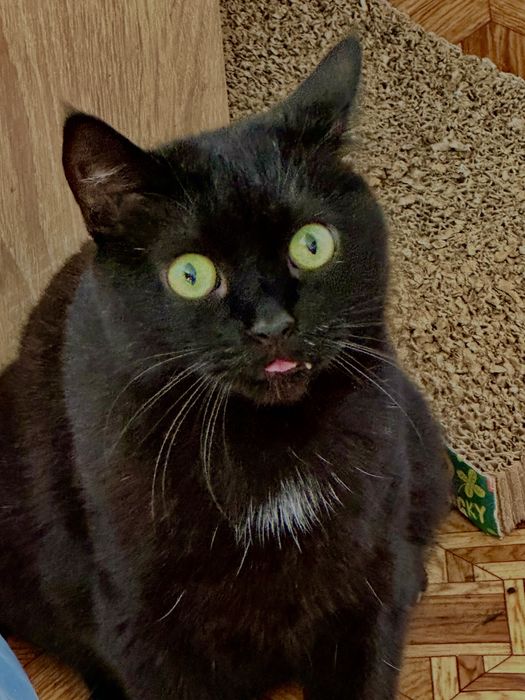 Пропал домашний кот Кэш